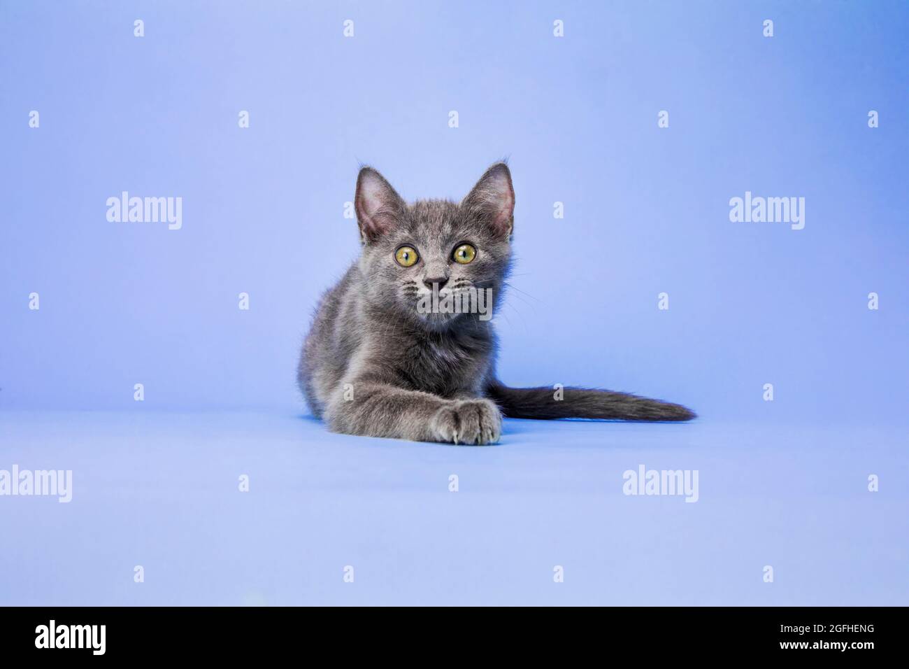 Ein graues russisches blaues Kätzchen auf einem hellvioletten Studiohintergrund, das mit weiten Augen und ausdrucksstark in die Kamera blickt. Stockfoto