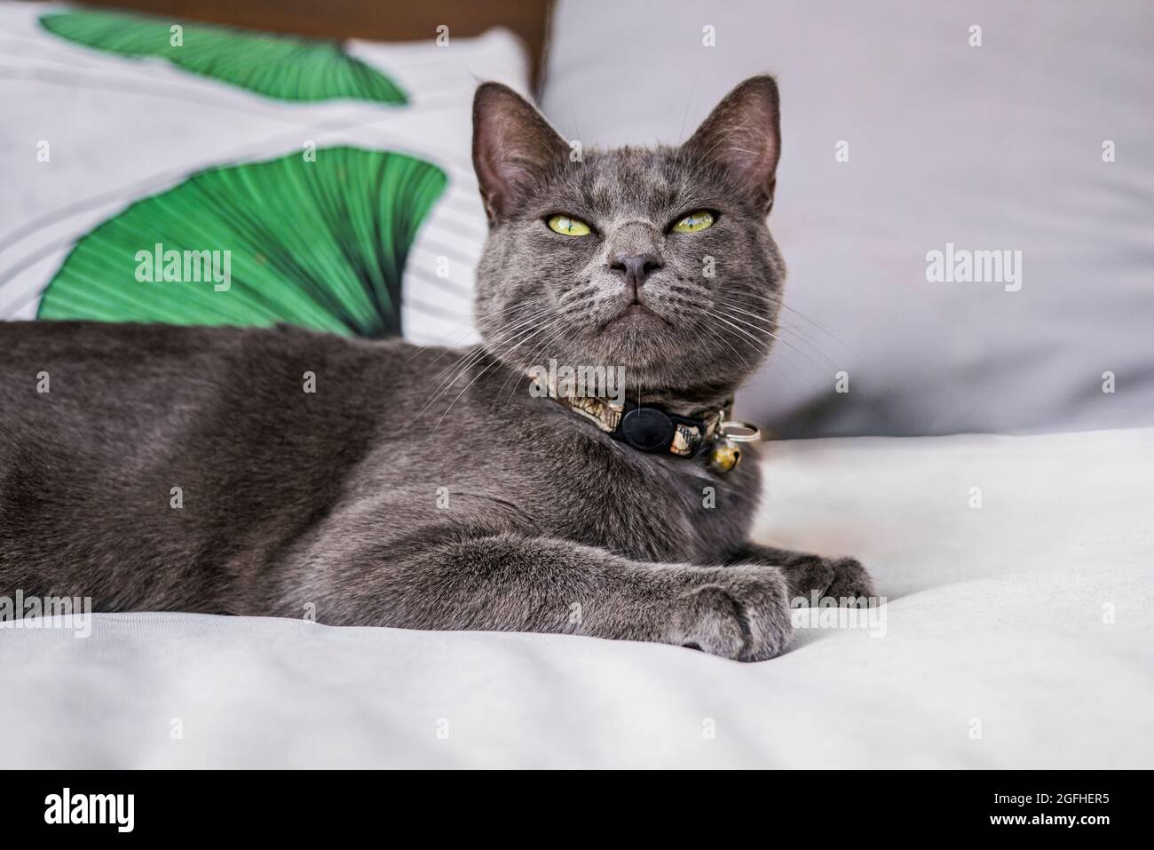 Eine junge graublaue Katze aus Russland auf einem Outdoor-Sofa, die mit einem entspannten, inhaltsorientierten Ausdruck die Kamera anschaut. Stockfoto