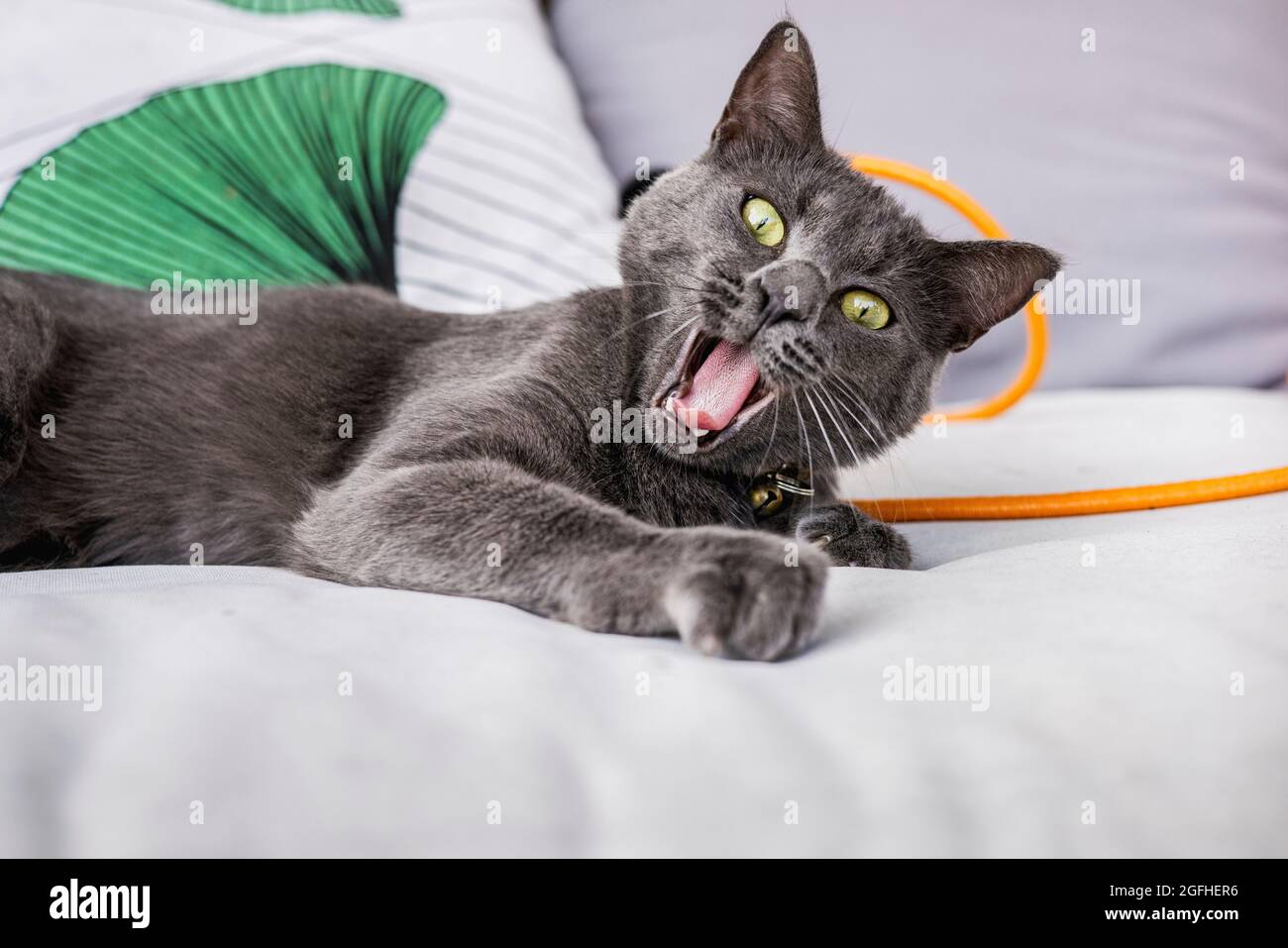 Eine junge graue russische blaue Katze auf einem Outdoor-Sofa mit offenem Mund und einem energiegeladenen, humorvollen Ausdruck, der die Kamera anschaut. Stockfoto