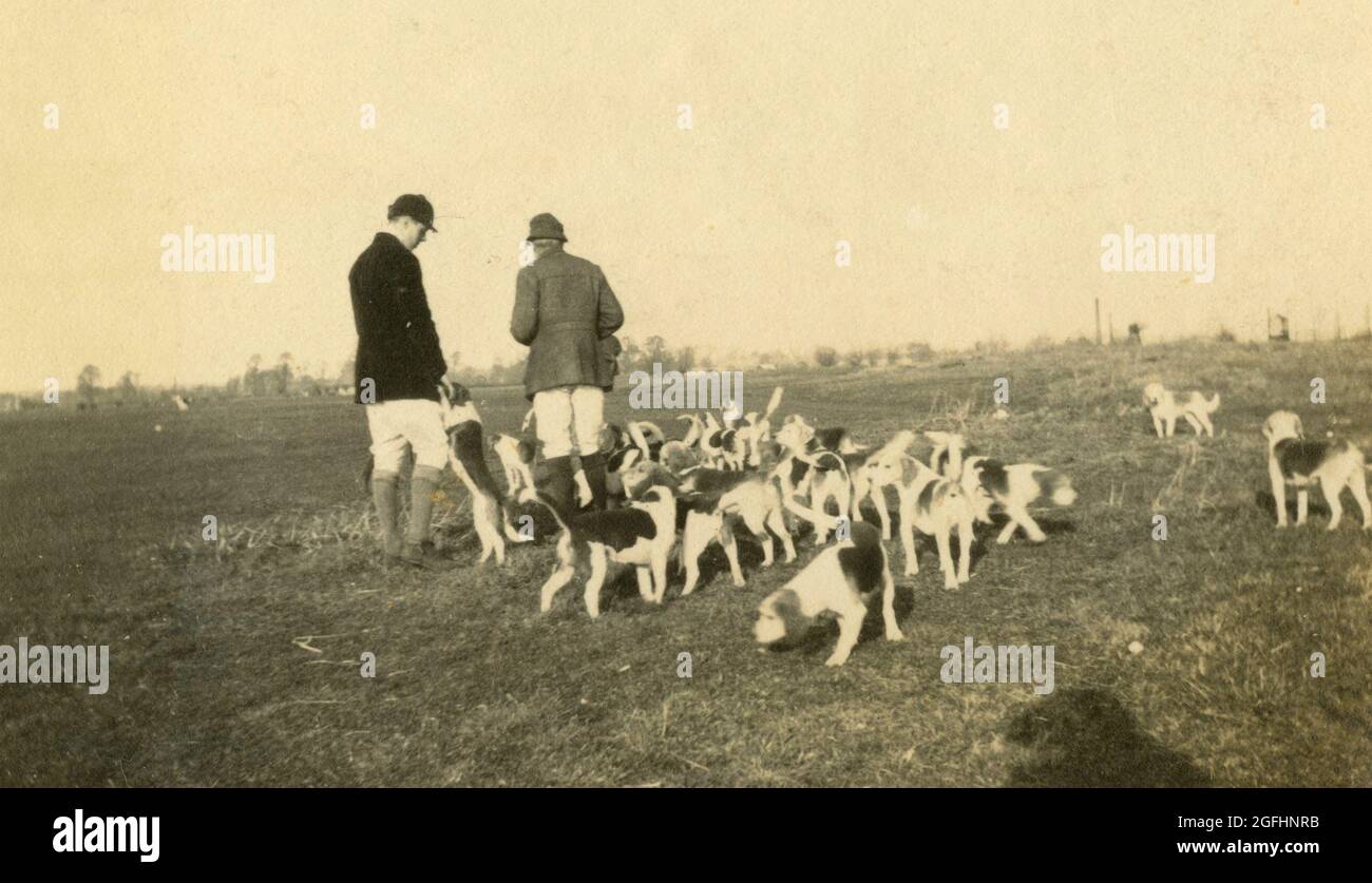 Männer mit Hunden packen bereit für die Fuchsjagd, UK 1908 Stockfoto