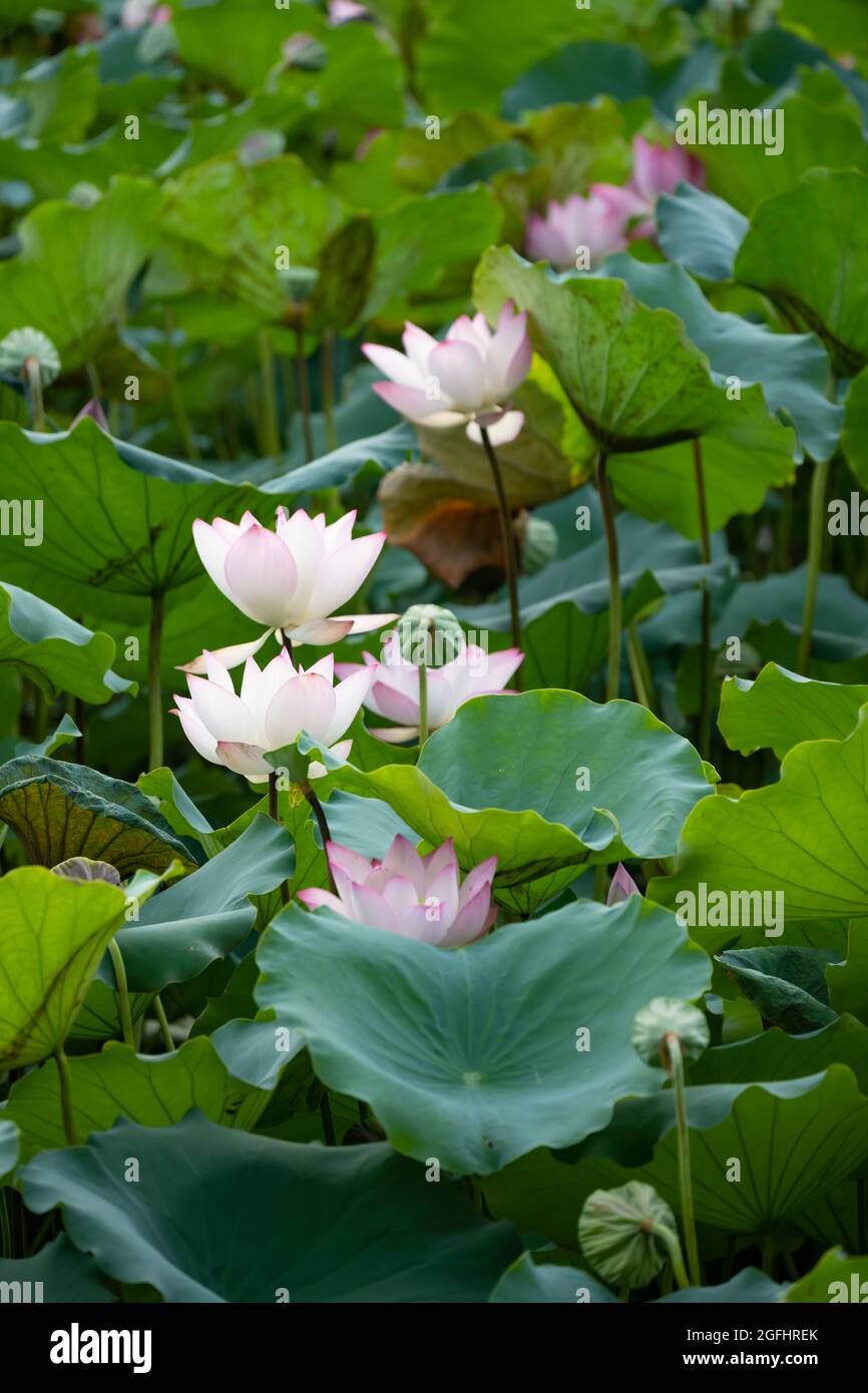 Blühende Lotusblumen vertikale Komposition Stockfoto