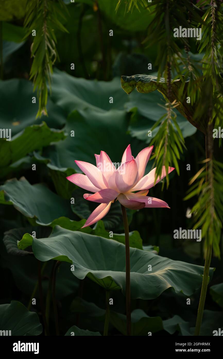 Blühende Lotusblume bei vertikaler Zusammensetzung Stockfoto