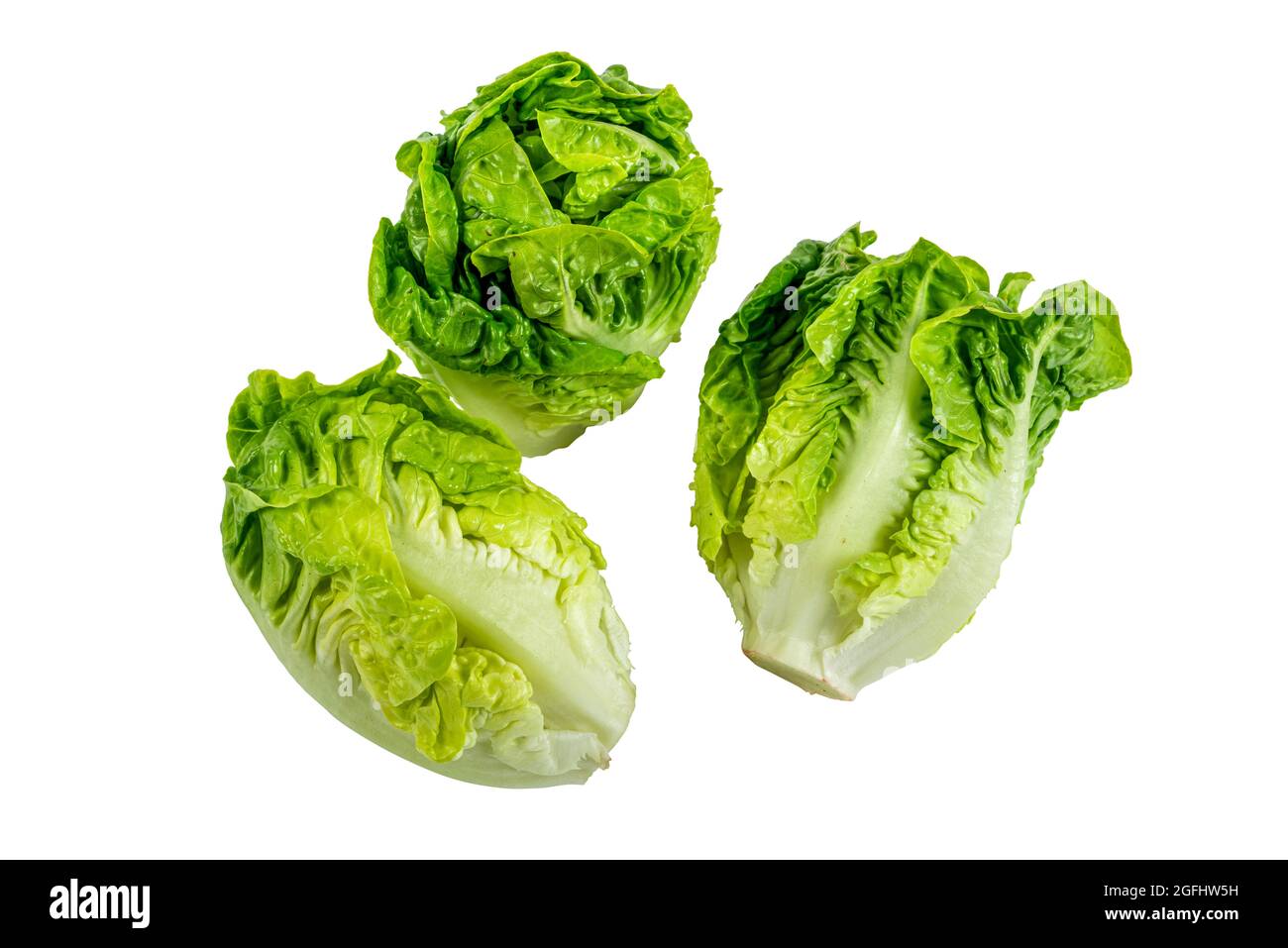 Frischer Baby cos Salat auf weißem Hintergrund Stockfoto