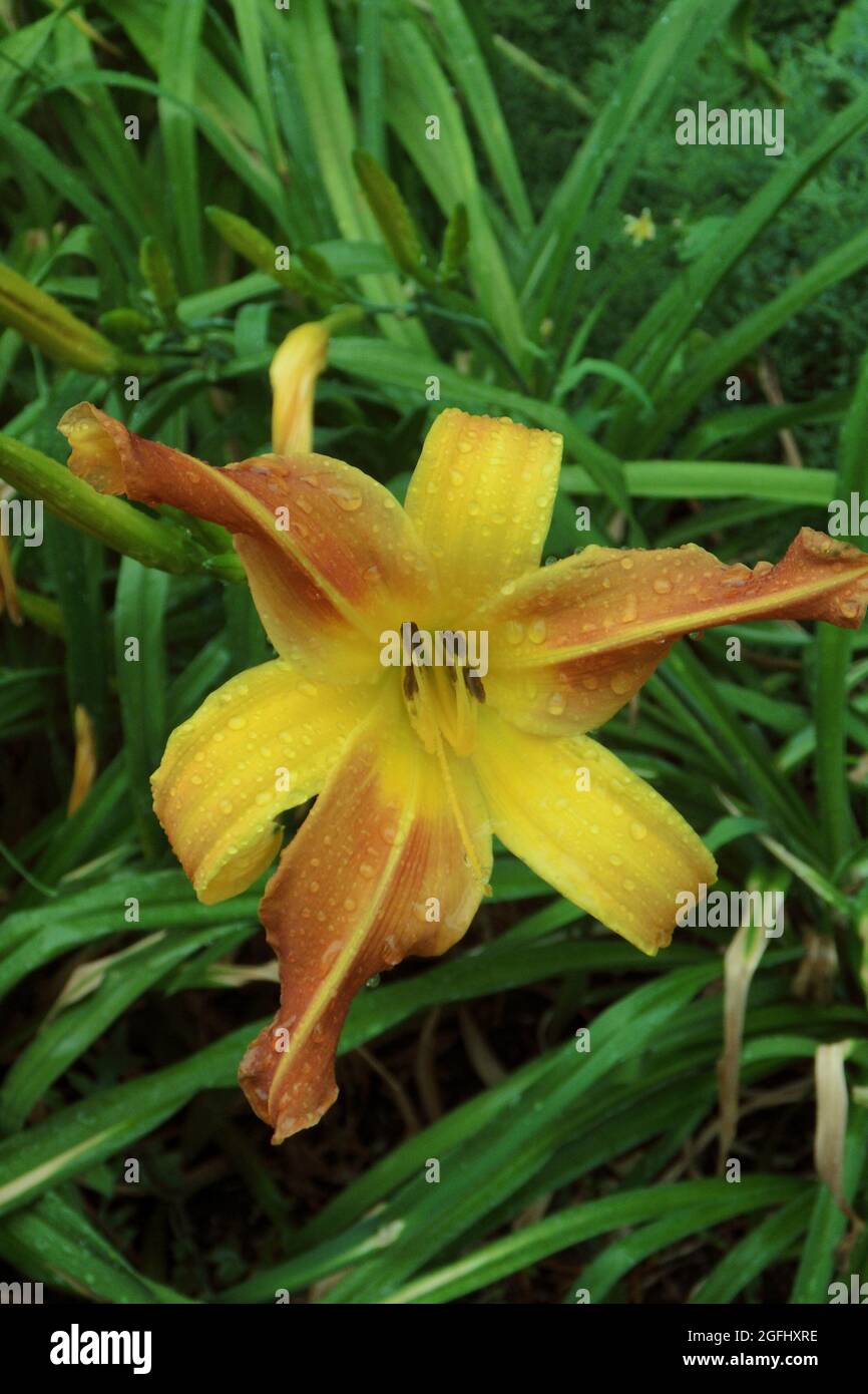 Nahnahe schöne gelbe orangeene Lilienblüte mit Regentropfen Stockfoto