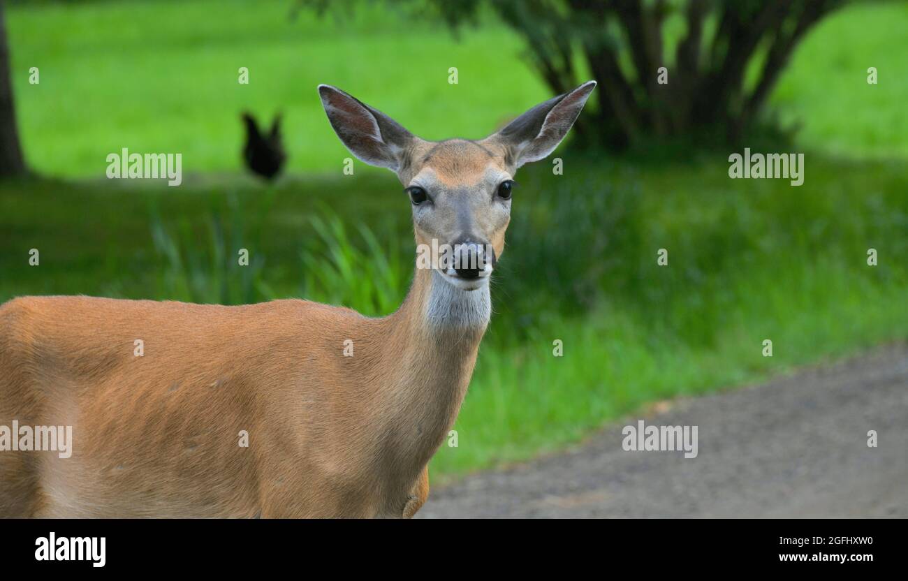 Ein ausgewachsener Weißschwanz-Hirsch hält an und dreht sich um, um die Kamera zu betrachten, während er im Frühling eine Straße in der Nähe von Mission Marsh, Ontario, Kanada, entlang ging. Stockfoto