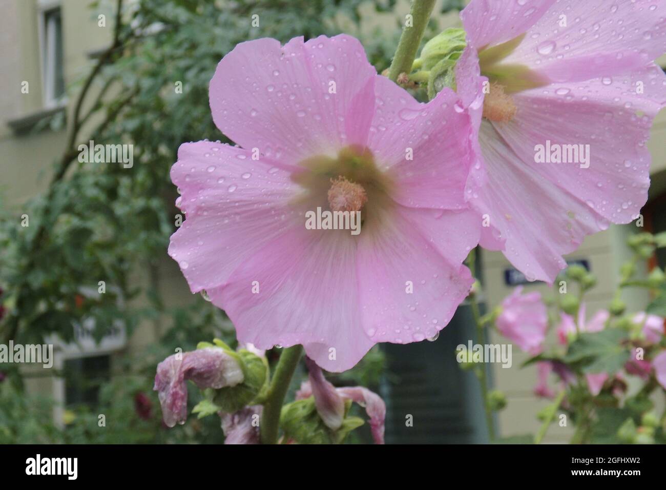 Nahnahe schöne rosa Blumenblüten mit Regentropfen Stockfoto