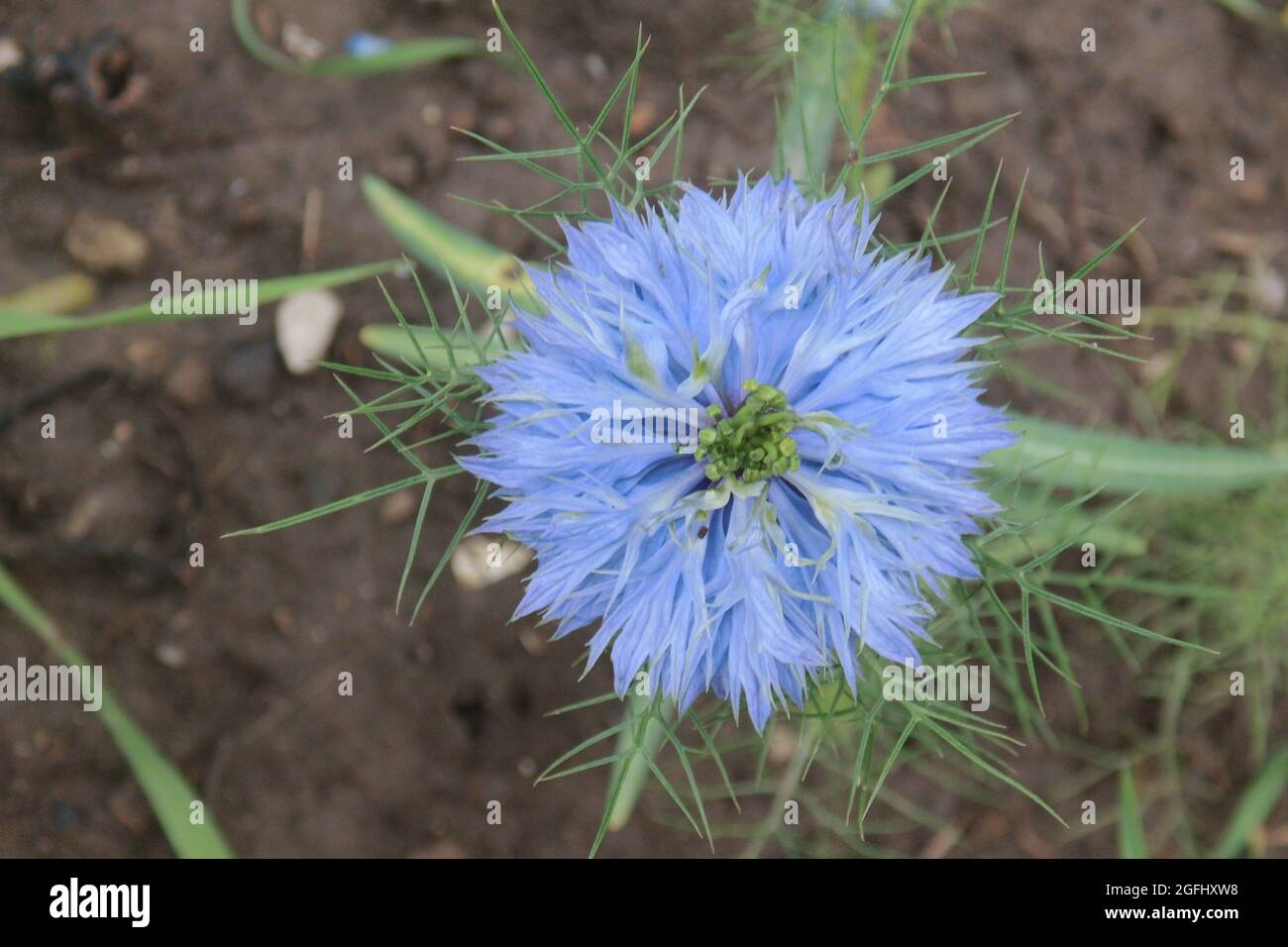 Nahnahe schöne hellblaue Blumenblüte Stockfoto