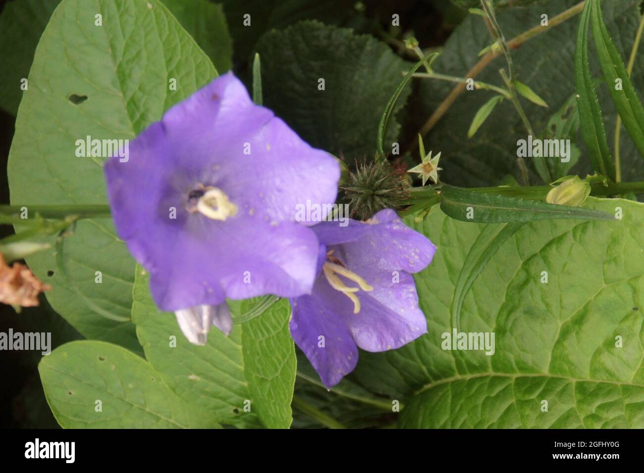 Nahnahe schöne lila Blumenblüten mit Regentropfen Stockfoto