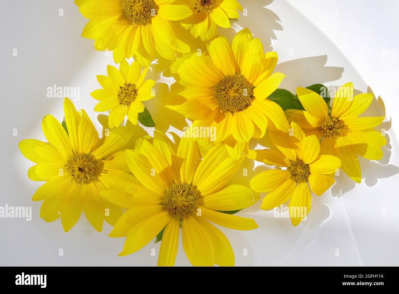 Gelbe junge Blüten von Sonnenblumen, die auf dem Wasser auf weißem Hintergrund für Kosmetika schweben Stockfoto