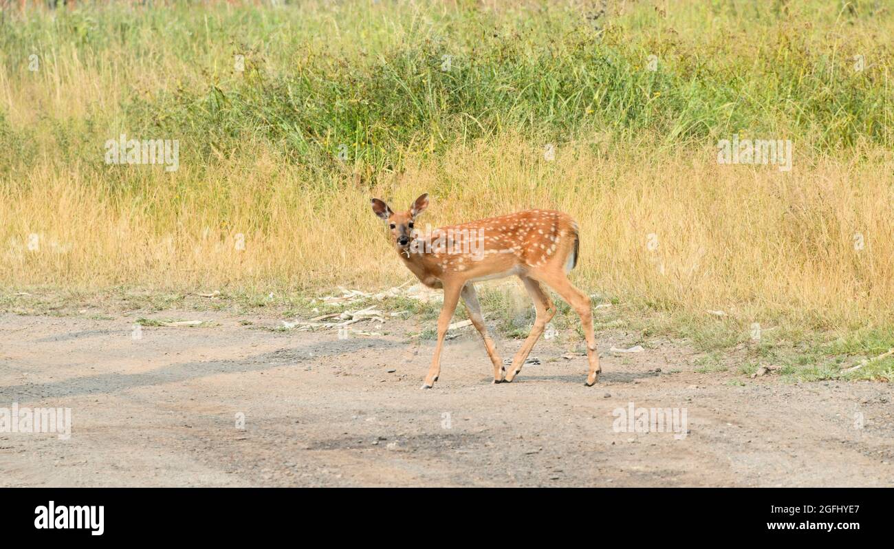 Ein kleiner Weißschwanzhirsch mit weißen Flecken überquert eine Straße in einem mit Gras gefüllten Gebiet. Stockfoto