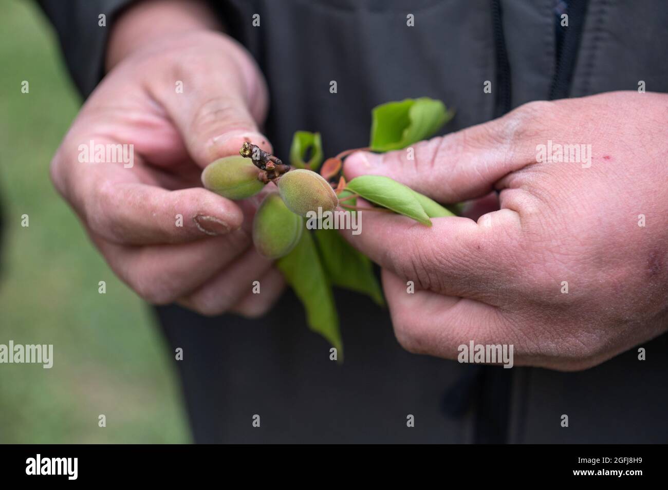 Larnage (Südostfrankreich), 2021/04/10: Die Bauern sind von der jüngsten Kältewelle und der letzten Frostepisode hart getroffen worden. Baumpfer mit Aprikosen d Stockfoto