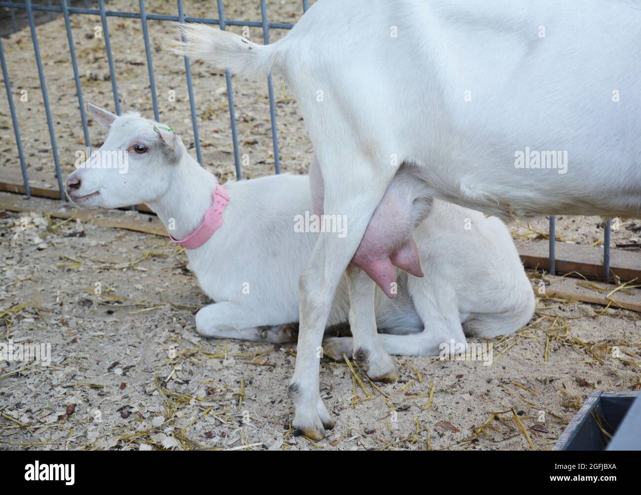 Eine Nahaufnahme von saanen-Milchvieh züchtet Ziegen mit großem Euter, die für eine hohe Milchproduktion mit 3-4 Prozent Milchfett und Fleischproduktion als wel angehoben werden Stockfoto