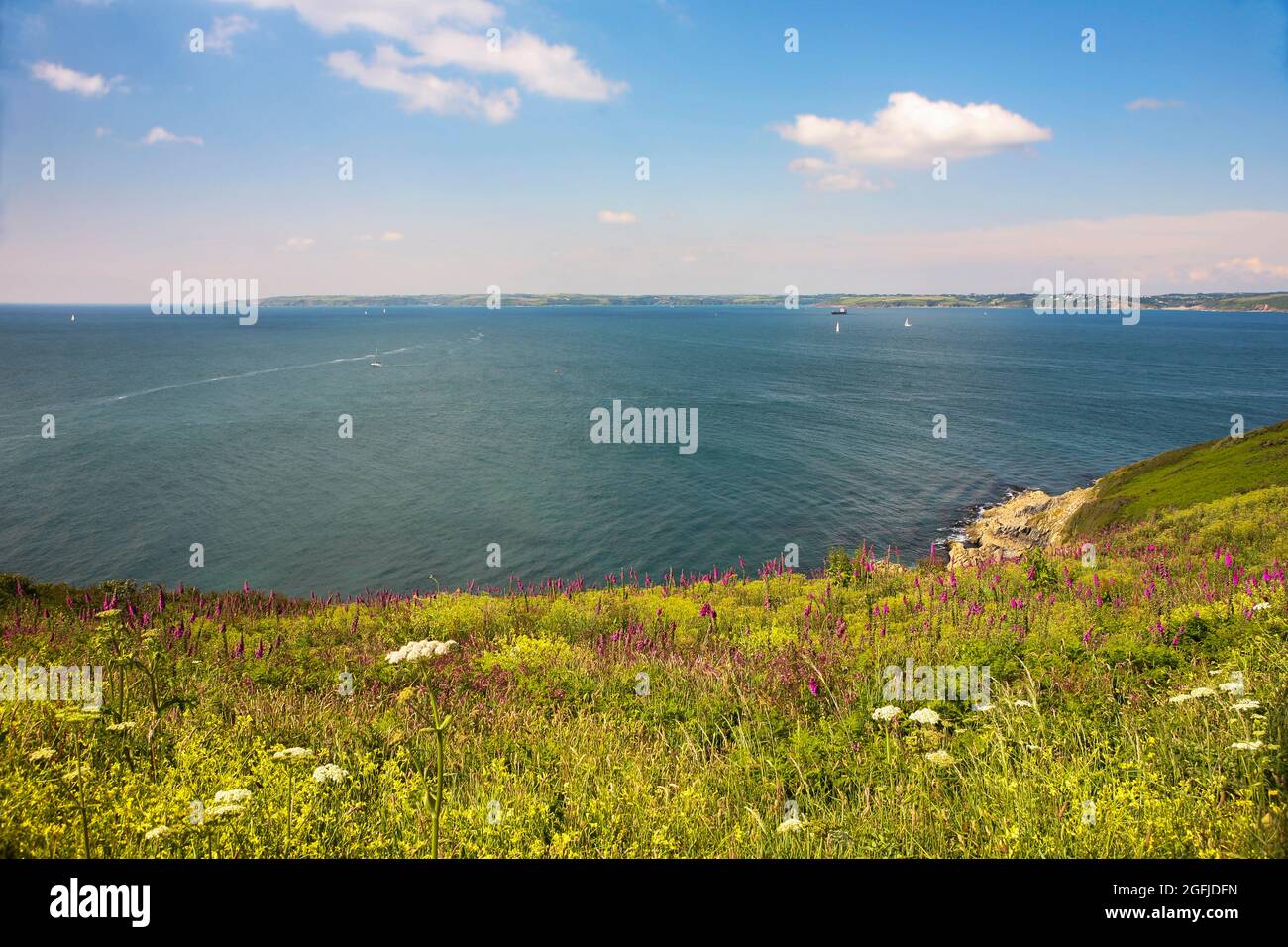 Eine Fülle von wilden Blumen auf den Klippen über Porthbeor Beach, Roseland Peninsula, Cornwall, Großbritannien Stockfoto
