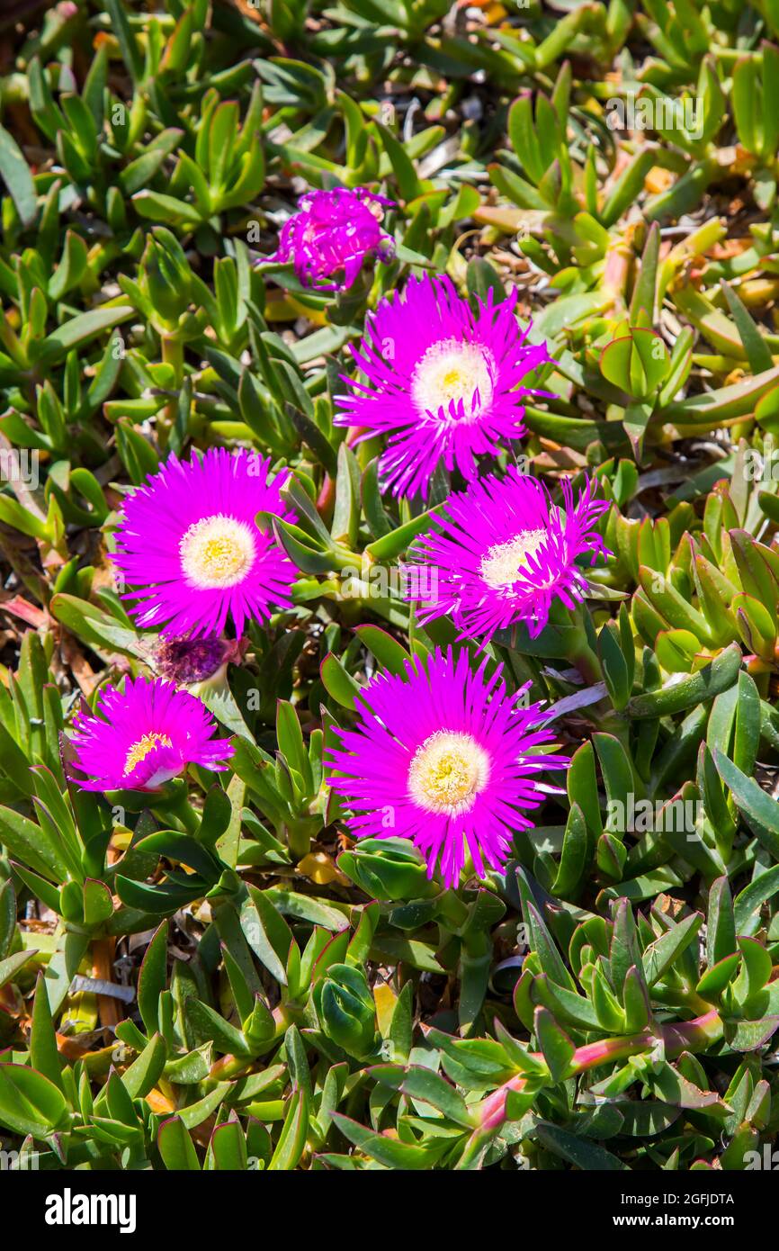 Erdschleimpflanze mit sukkulenten Blättern, Carpobrotus edulis, Hottentot-Feige, Küstengebiet Cabo de Gata, Provinz Almeria, Andalusien, Spanien, Cabo Stockfoto