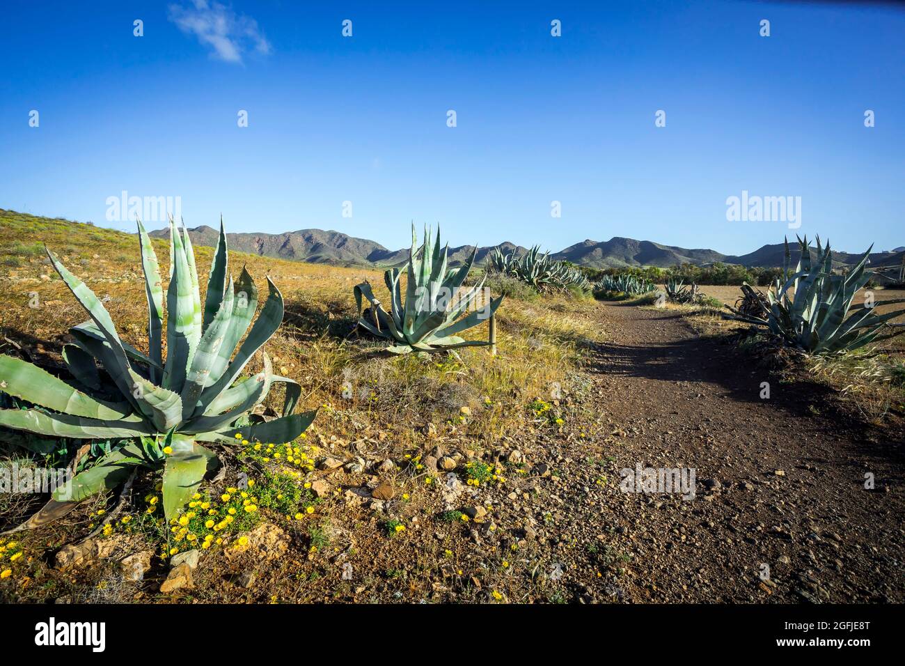 Landschaft des Küstengebiets Cabo de Gata, Provinz Almeria, Andalusien, Spanien. Agave in der Nähe des Strandes Playa de los Genoveses entlang des Mittelmeers Stockfoto