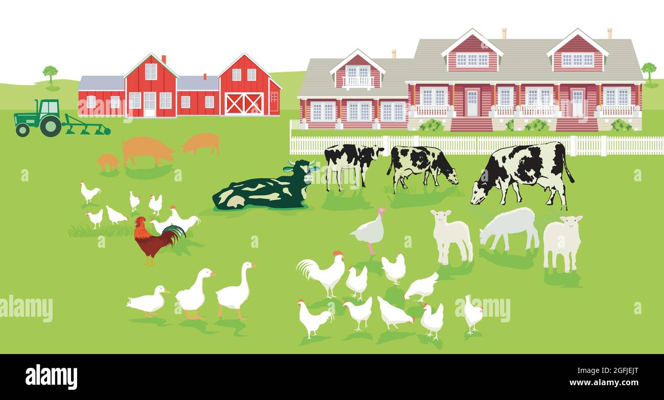 Bauernhof mit Landhaus und Nutztiere Illustration Stock Vektor