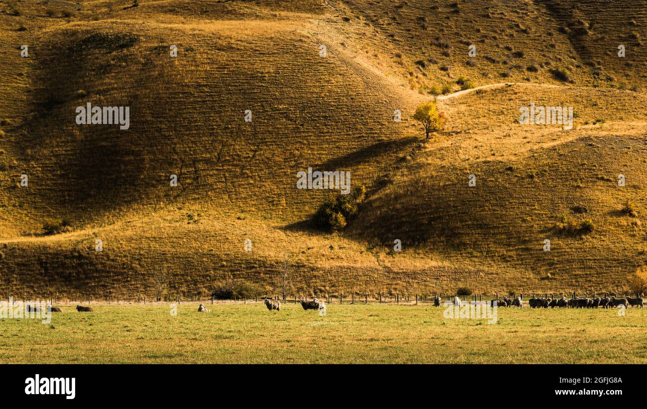 Schafe weiden auf dem Grasland. Herbstbäume mit langen Schatten auf den sanften Hügeln. Twizel, South Island. Stockfoto