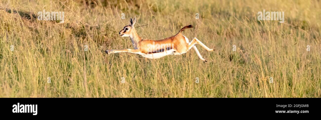 Thomsons Gazelle, Eudorcas thomsonii, springt im langen Gras der Masai Mara, Kenia. Dies ist eine junge Frau. Stockfoto