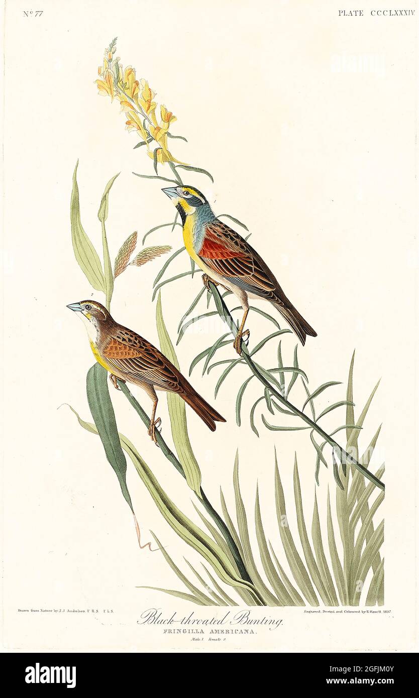Schwarzkehliger Haunting from Birds of America (1827) von John James Audubon (1785 - 1851), geätzt von Robert Havell (1793 - 1878). Stockfoto