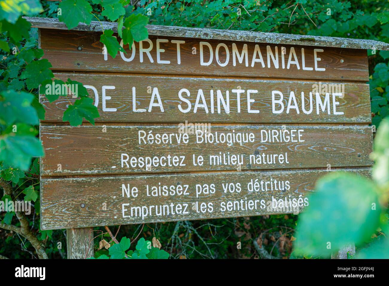 Forêt Domaniale De La Sainte Baume Var Frankreich 83 Stockfoto
