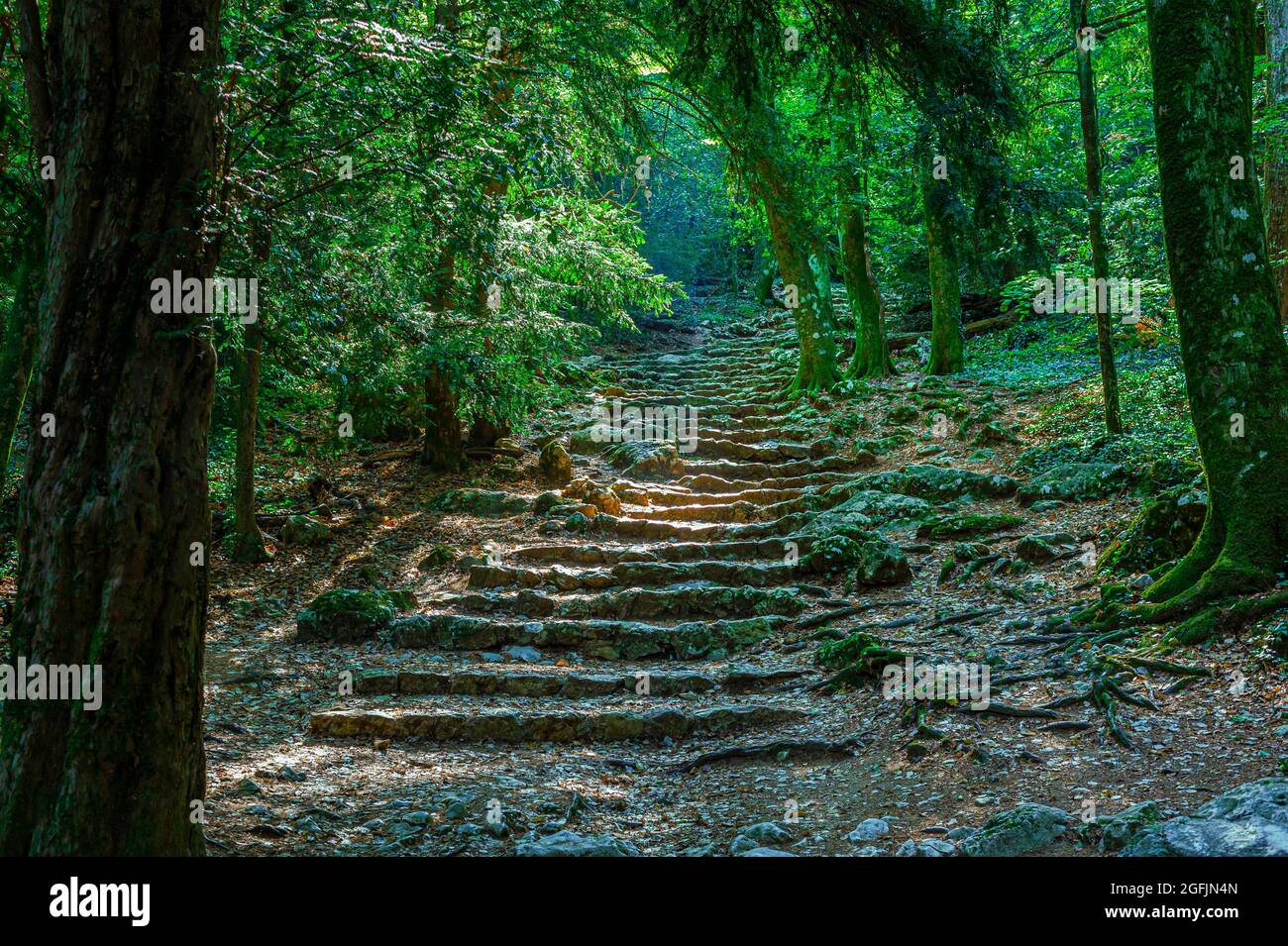 Forêt Domaniale De La Sainte Baume Var Frankreich 83 Stockfoto