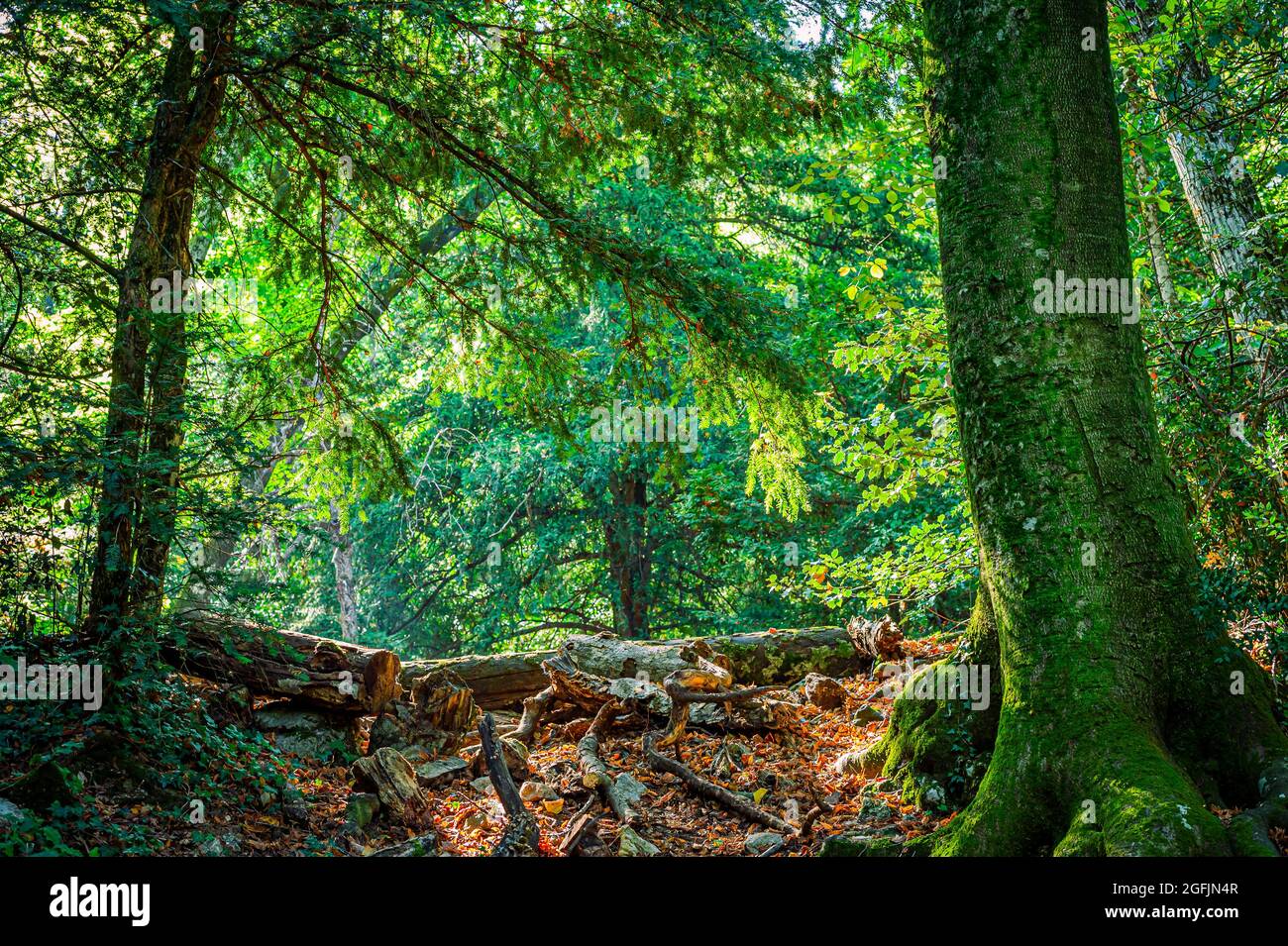 Forêt Domaniale De La Sainte Baume Var Frankreich 83 Stockfoto