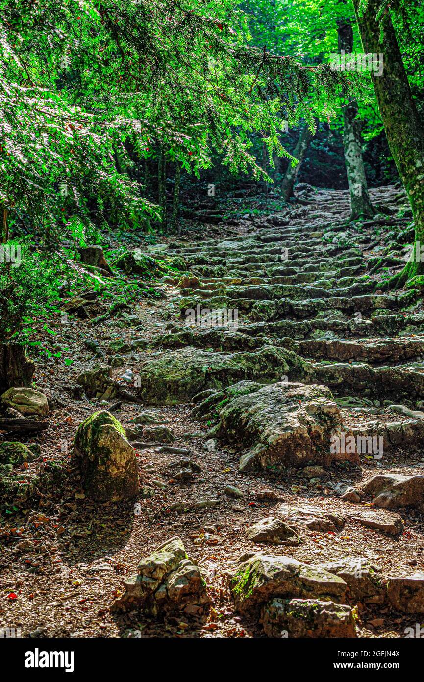 Forêt Domaniale De La Sainte Baume Var Frankreich 83 Stockfoto