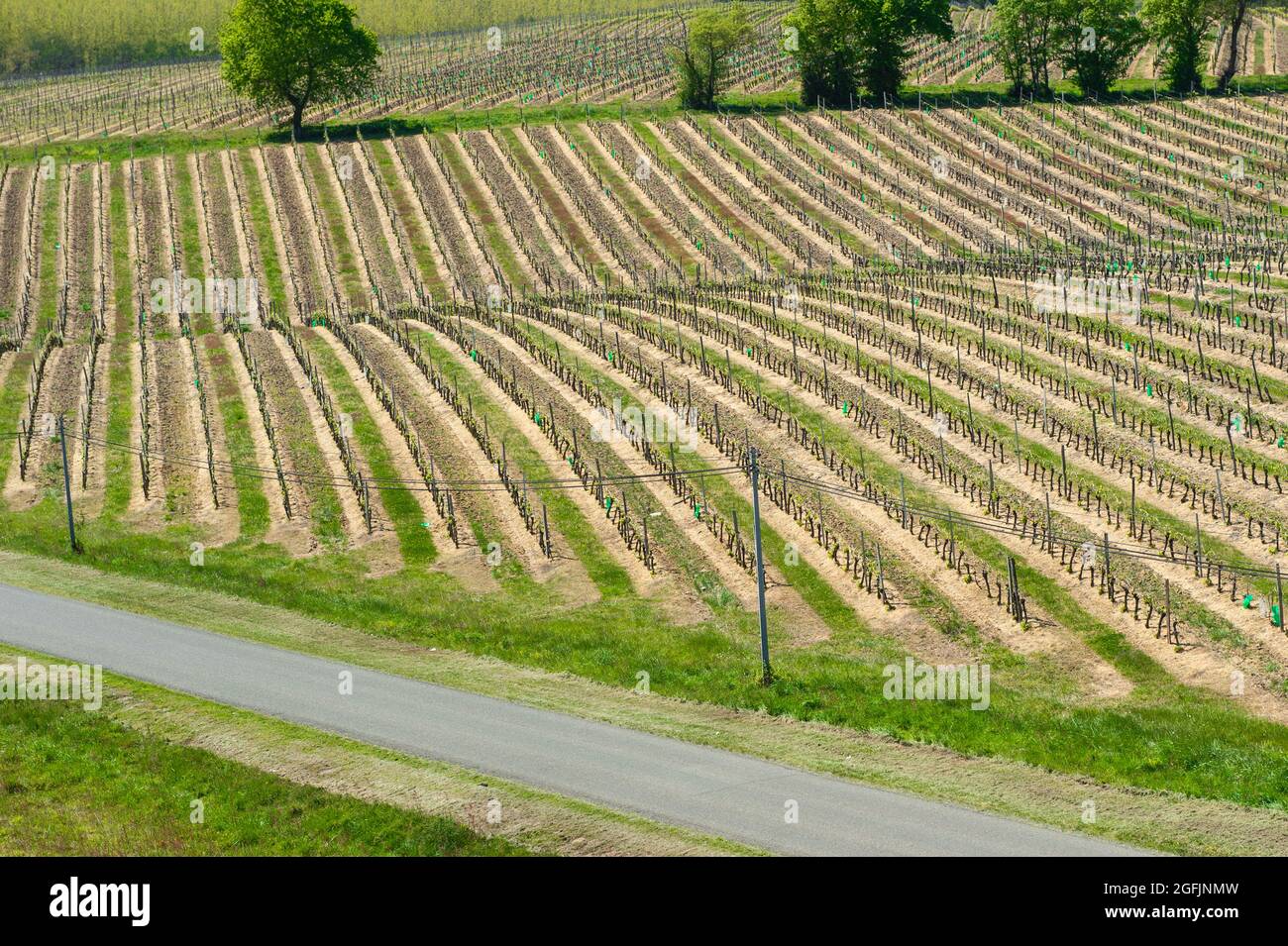Nogaro (Südwestfrankreich), 2021/04/15: Weingut „Les Hauts De Montrouge“, das rund 60 Winzer versammelt, die Weine und Liköre wie Armagnac herstellen Stockfoto