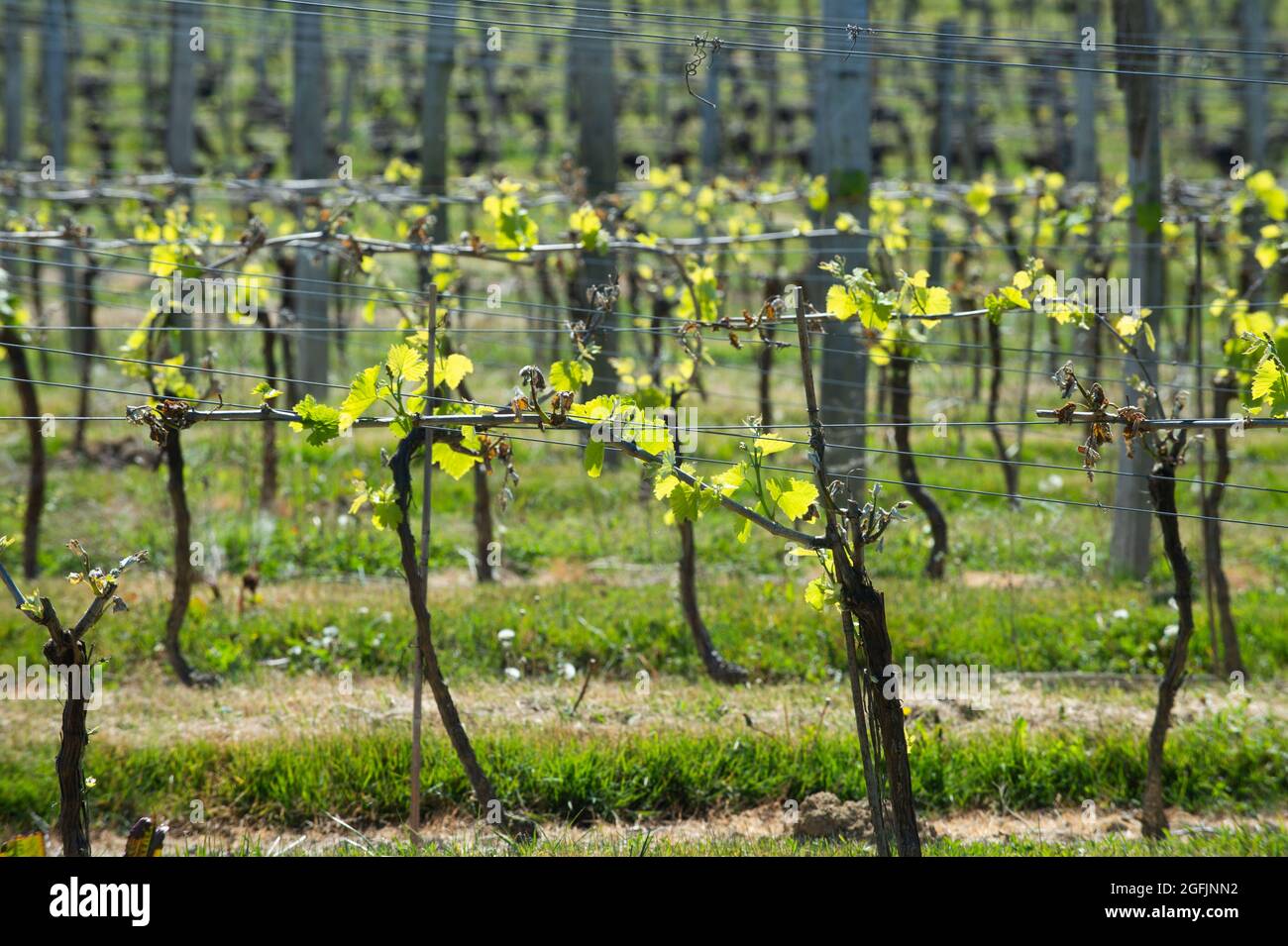 Nogaro (Südwestfrankreich), 2021/04/15: Weingut „Les Hauts De Montrouge“, das rund 60 Winzer versammelt, die Weine und Liköre wie Armagnac herstellen Stockfoto