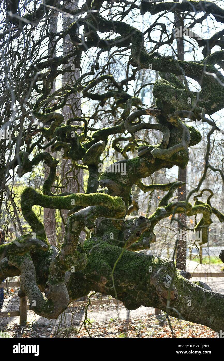 Zwergbuche (Fagus sylvatica, Tortuosa-Gruppe) im Wald von Verzy (Nordostfrankreich) Stockfoto