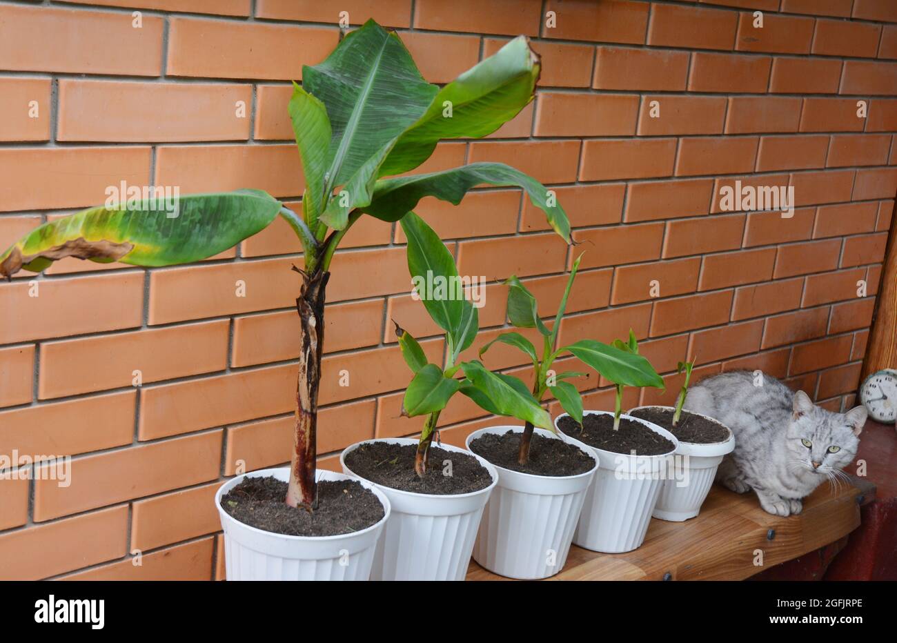 Die Zwerg-Cavendish-Banane wächst und vermehren: Junge Pflanzen Bananenjungen werden in separate Töpfe repottiert. Stockfoto