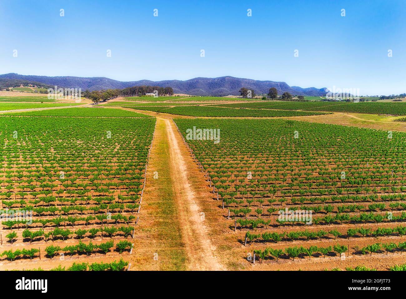 Abschnitte von Weinbergen auf roten Böden Australiens in Hunter Valley Weinbauregion - Luftlandschaft zu Bergen. Stockfoto
