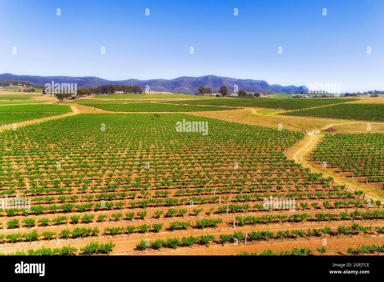 Endlose Weinberge auf berühmten Weinkellereien der australischen Hunter Valley Region - landschaftlich reizvolle Landschaft. Stockfoto