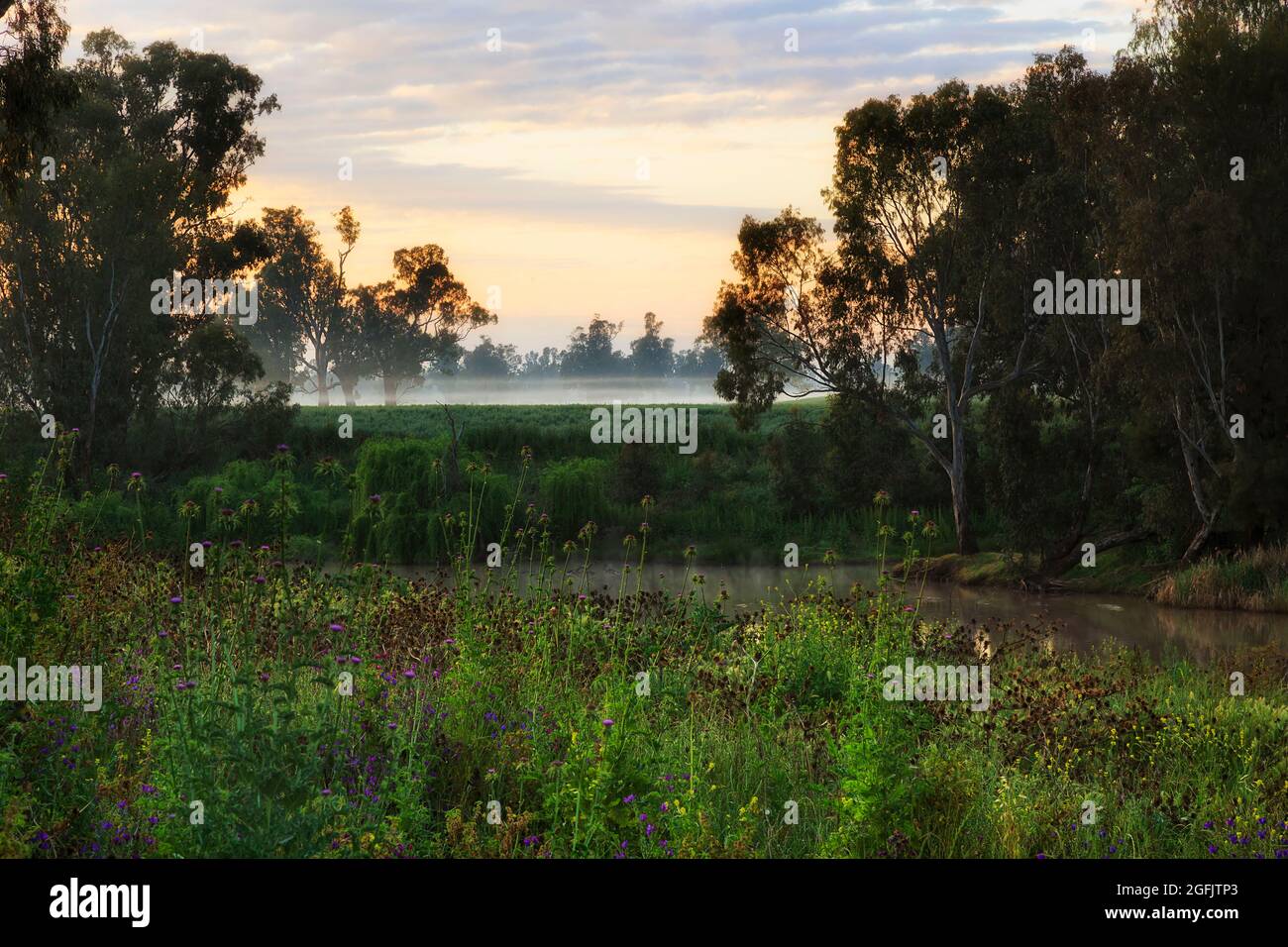 Üppige immergrüne Wiesen am Ufer des Macquarie Flusses in der Stadt Dubbo - malerische Sonnenaufgangslandschaft mit Morgennebel. Stockfoto