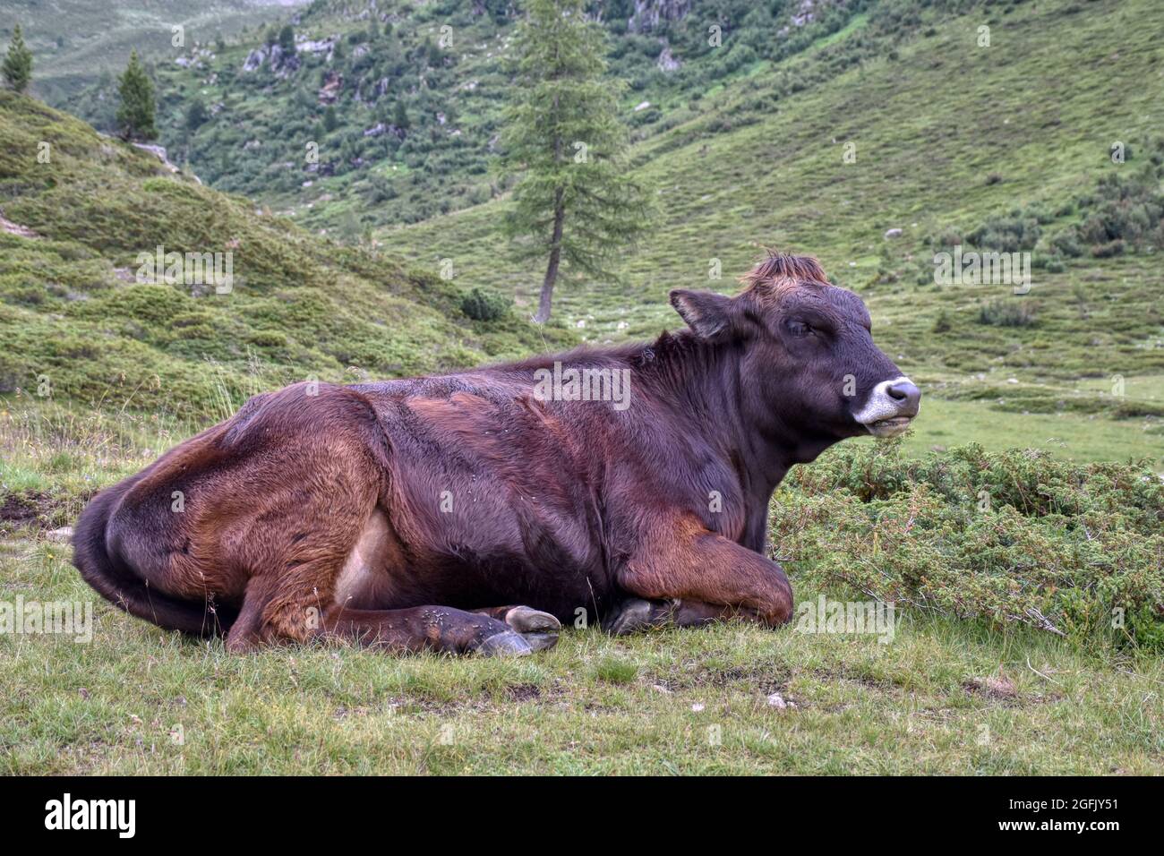 Bulle Stier Stockfotos und bilder Kaufen Alamy
