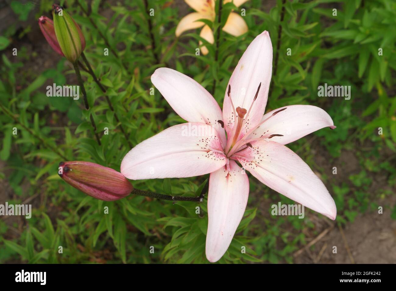 Eine rosa Blume mit verschütteten Pollen und ungeöffneten Knospen einer wilden Lilie. Selektiver Fokus. Stockfoto