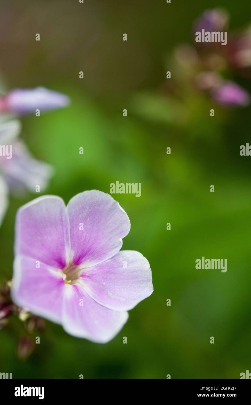 Lila Phlox Nahaufnahme Stockfoto