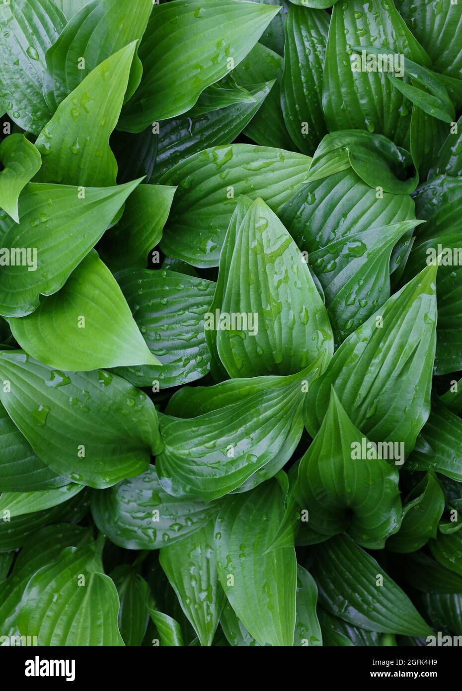 Nahaufnahme Hintergrund von frischen grünen Husta Pflanze Blätter mit Wassertropfen nach Regen, erhöhte Hochwinkel-Ansicht, direkt darüber Stockfoto
