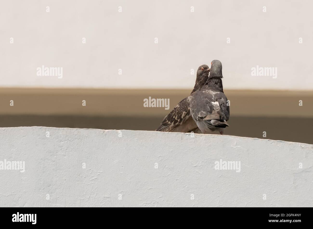 Tauben Vögel küssen. Ein lustiger Moment. Stockfoto