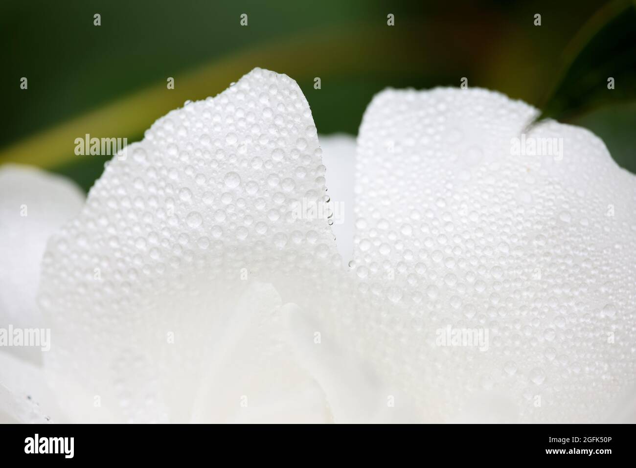 Makroaufnahme von nassen weißen Pfingstrosen-Blütenblättern mit Regen oder Tautropfen Stockfoto Makroaufnahme von nassen weißen Pfingstrosen-Blütenblättern mit Regen oder Tautropfen Stockfoto
