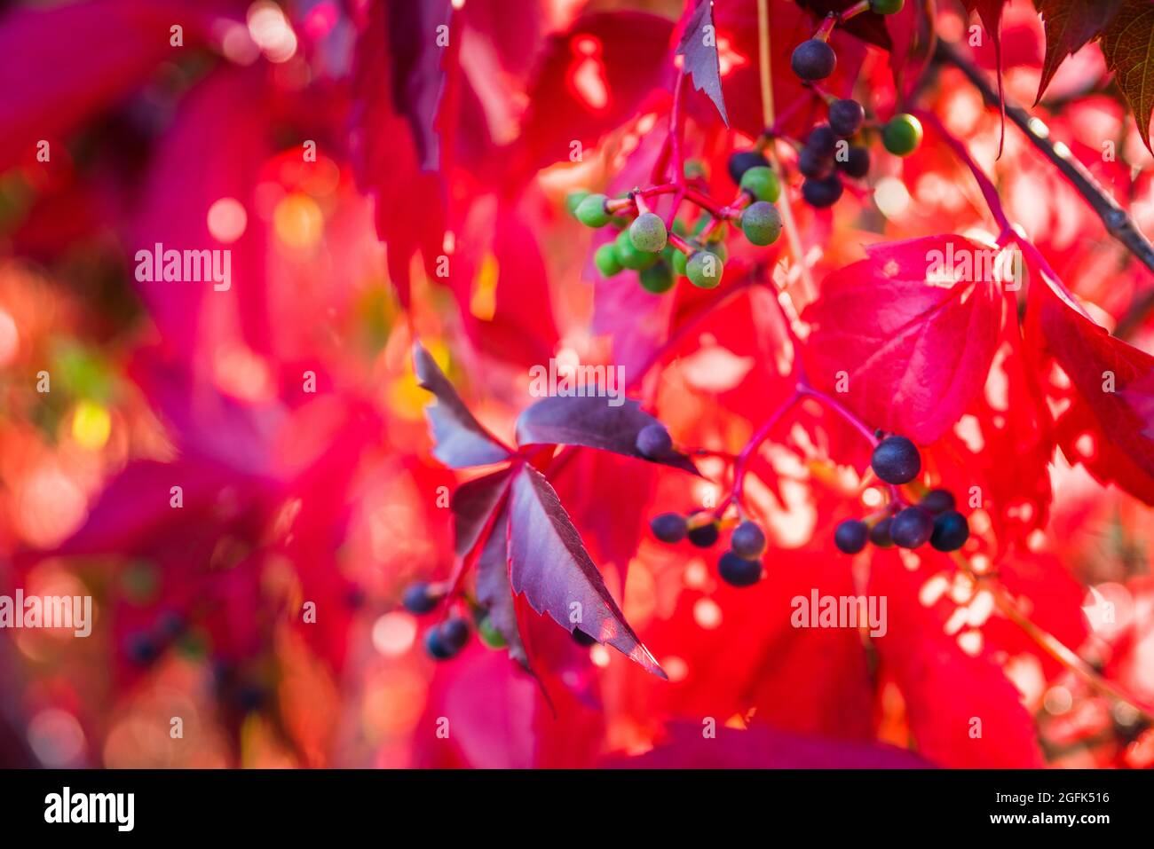 Parthenocissus tricuspidata (Virginia Creeper) im Garten. Geringe Tiefenschärfe. Stockfoto