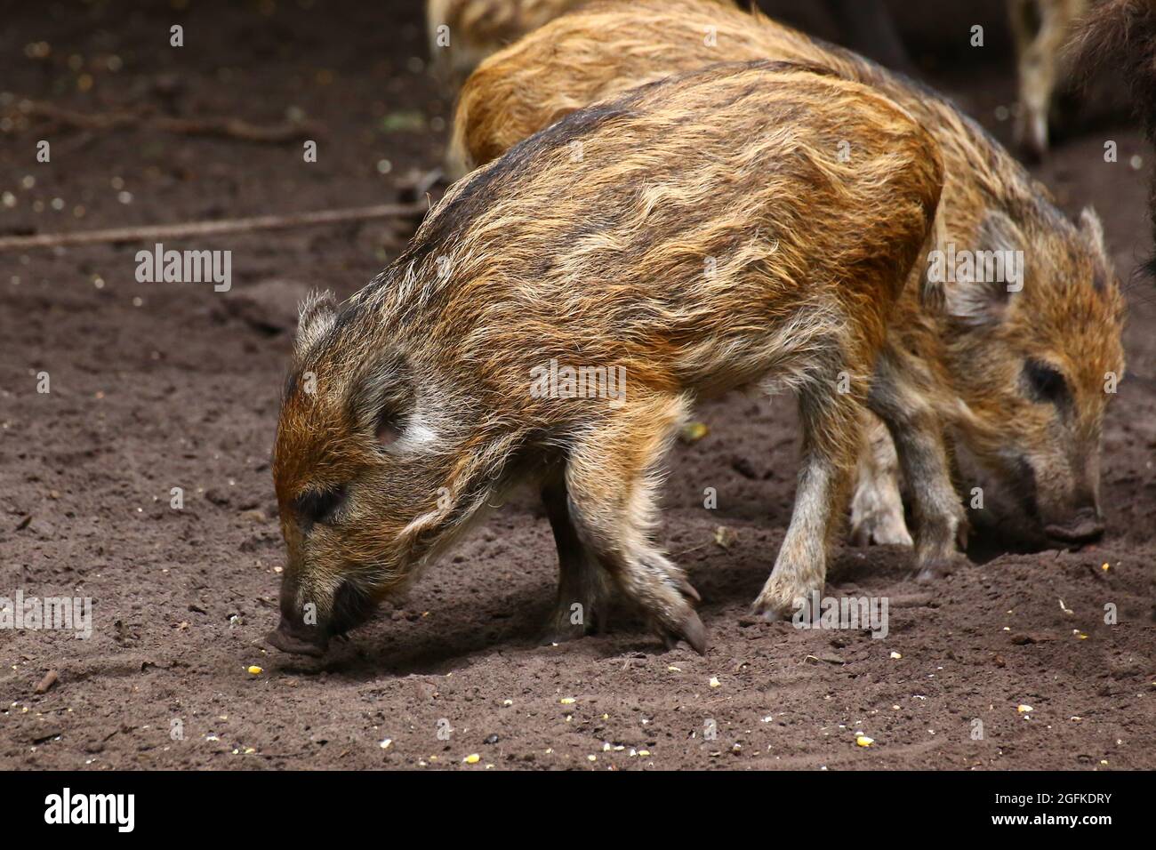 Wildschweinferkel (Sus scrofa) sucht Nahrung auf dem Boden. Stockfoto