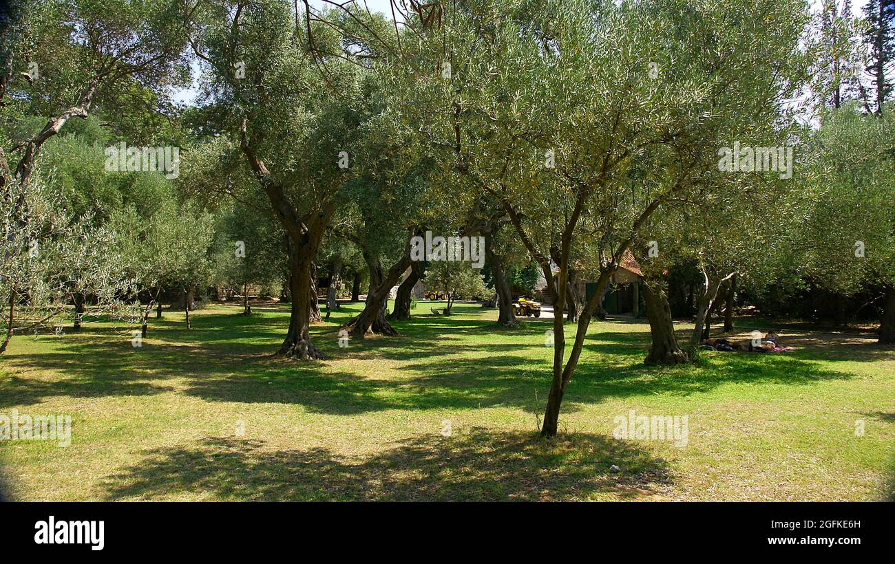 Olivenbäume auf der Insel Lokrum, Kroatien, Europa Stockfoto