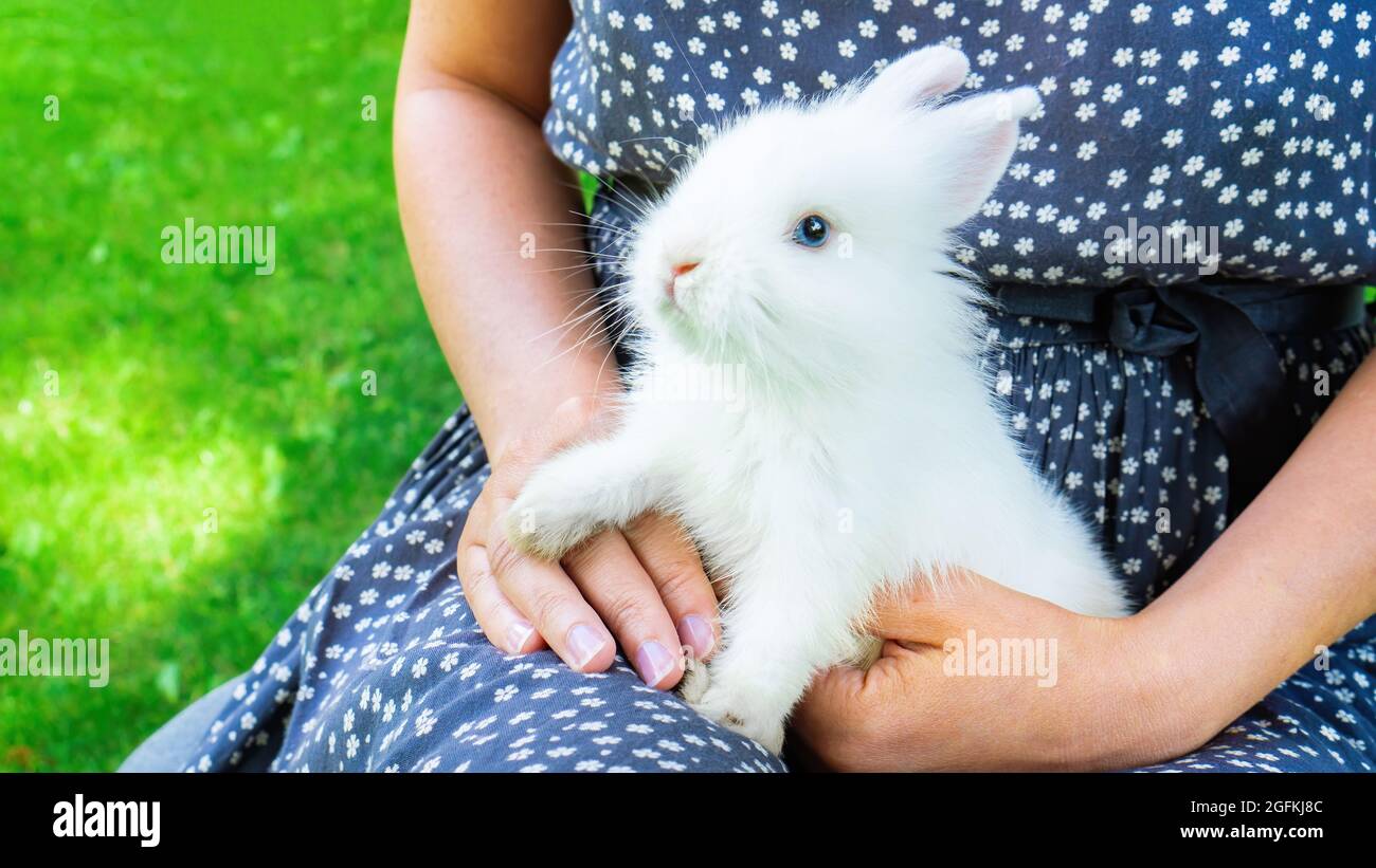 Ein weißer flauschiger Hase sitzt in den Armen seiner Herrin. Dekoratives  Zwergkaninchen mit blauen Augen aus der Nähe. Nagetier Kaninchen als  Haustier in den Familien mit ch Stockfotografie - Alamy