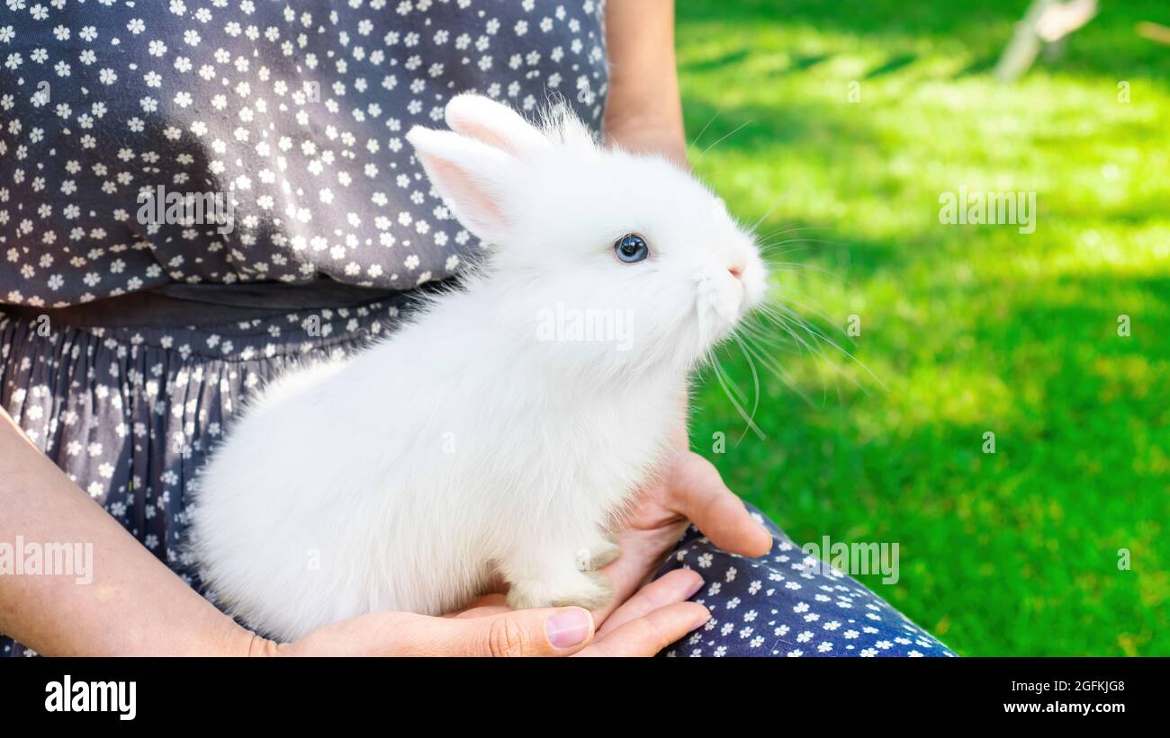 Weißes Kaninchen in den Armen des Mädchens. Vollblut-Zwergkaninchen. Hase als Haustier. Der Haushase sitzt wieder in den Händen der Gastgeberin Stockfoto