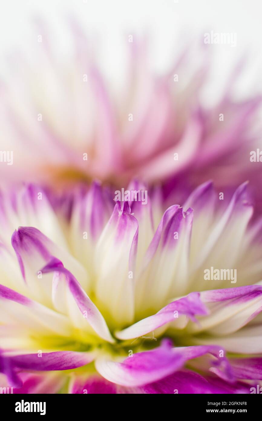 Makro aus violetten und weißen Dahlia-Blütenblättern mit verschwommenem Hintergrund Stockfoto