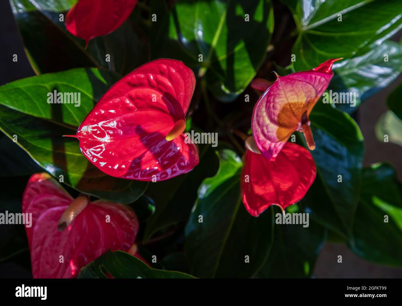Anthurium ist eine rote herzfrmige Blume (Tailflower, Flamingo Blume,  Laceleaf) im Garten. Dunkelgrne Bltter als Hintergrund lassen die Blten  hervorstechen Stockfotografie - Alamy