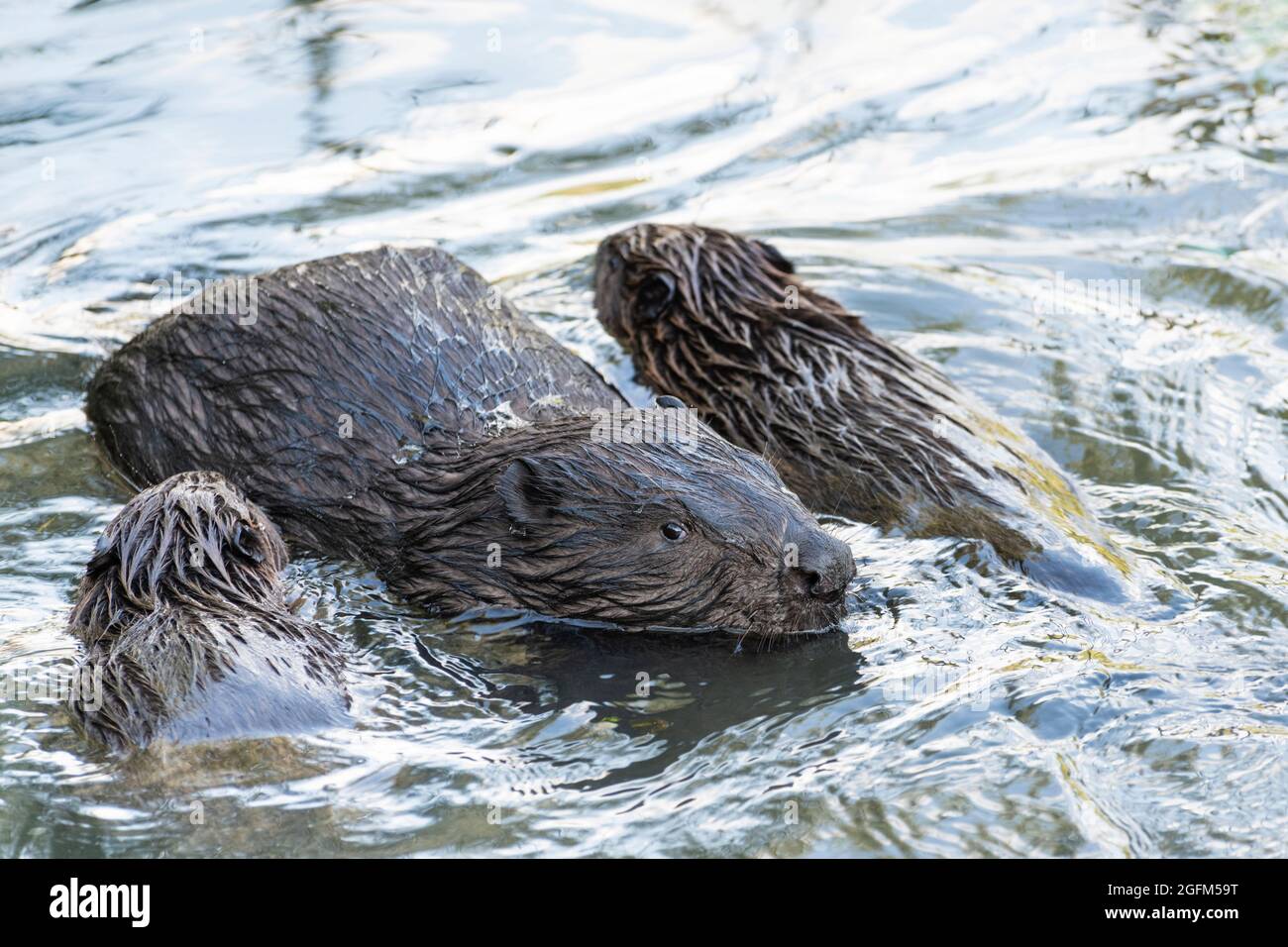 Junge Biber kuscheln sich mit einem Elternteil, Moskau, Russland Stockfoto