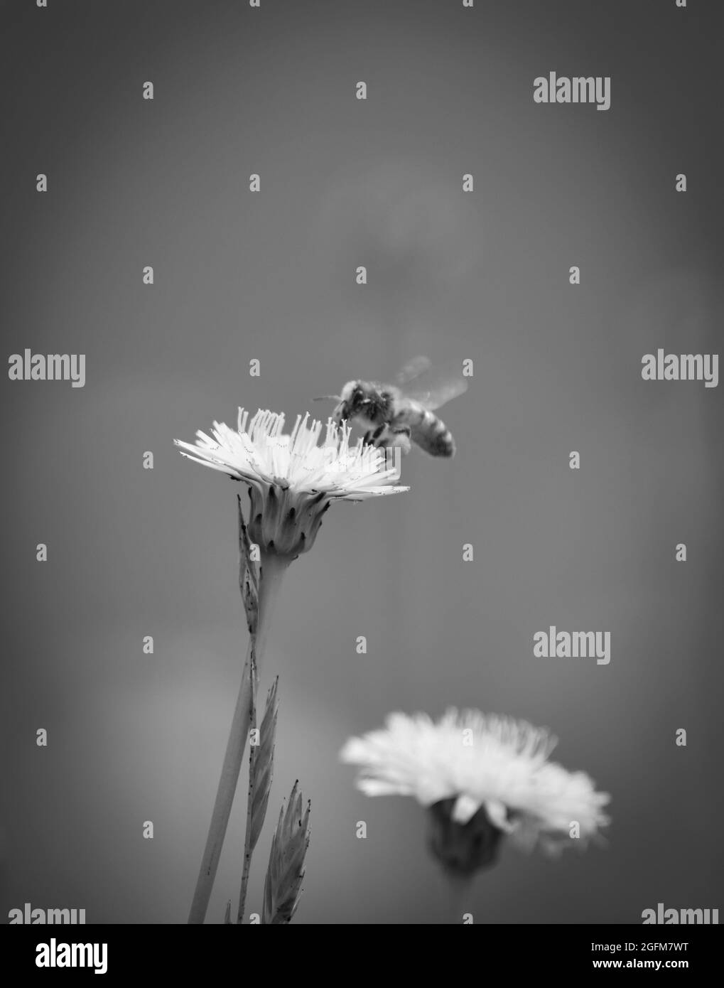 Biene auf einer wilden Blume, in der Landschaft von Pampas, Provinz La Pampa, Patagonien, Argentinien. Stockfoto