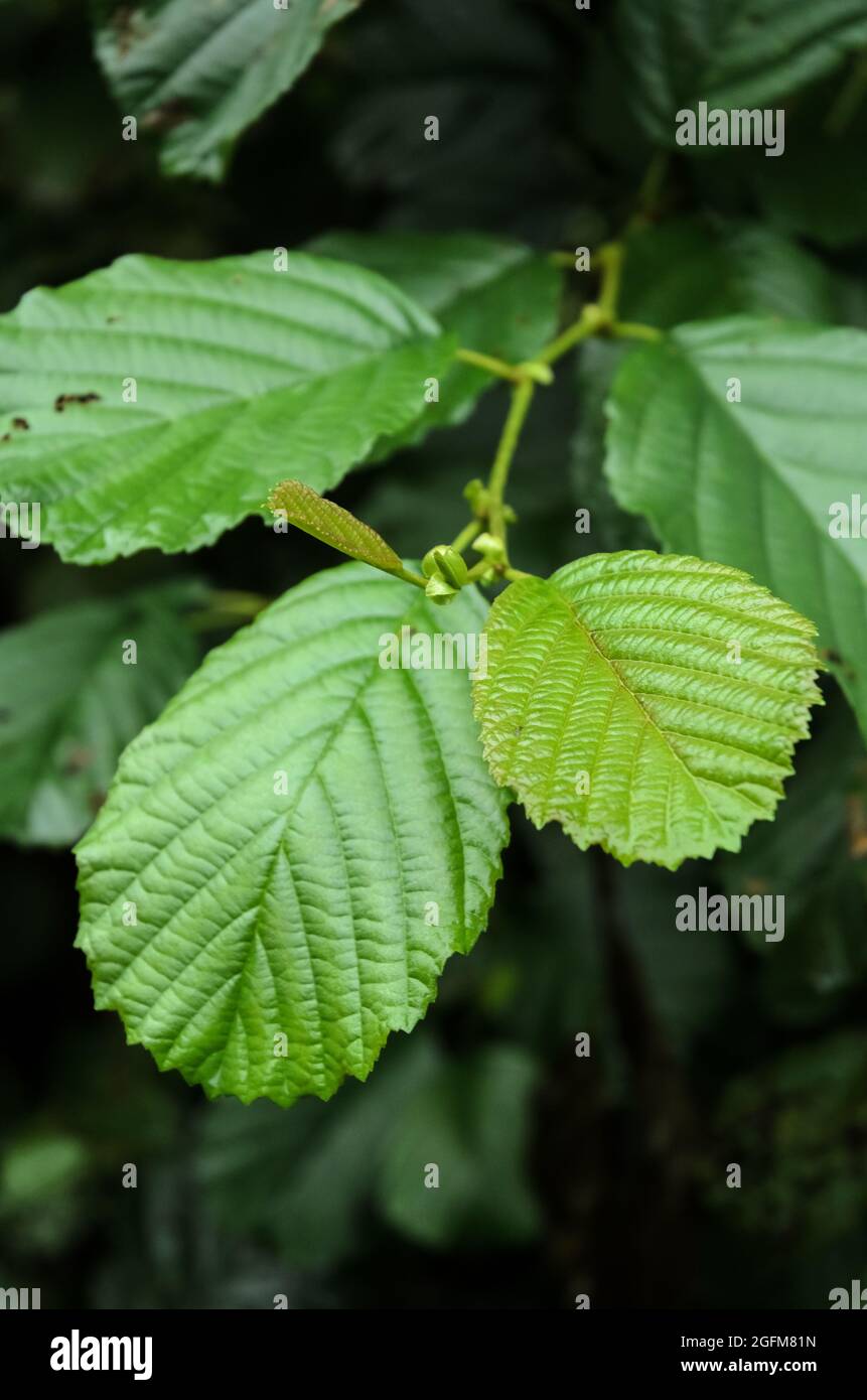 Alnus glutinosa, bekannt als Erle, Erle, Erle, Erle oder Erle, Grüne Pflanzenblätter in Deutschland, Europa Stockfoto